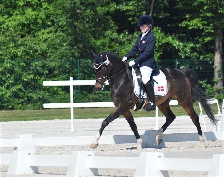 Tysk Sportspony SL Lucci - I action til internationalt stævne i Compiegne, Frankrig 2010. billede 15