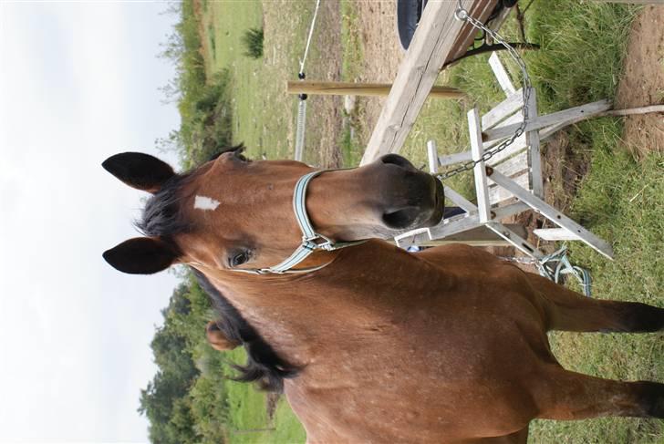 Anden særlig race Wanja<3  - Uhh, et kamera.. billede 4