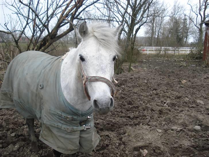 Anden særlig race star billede 1