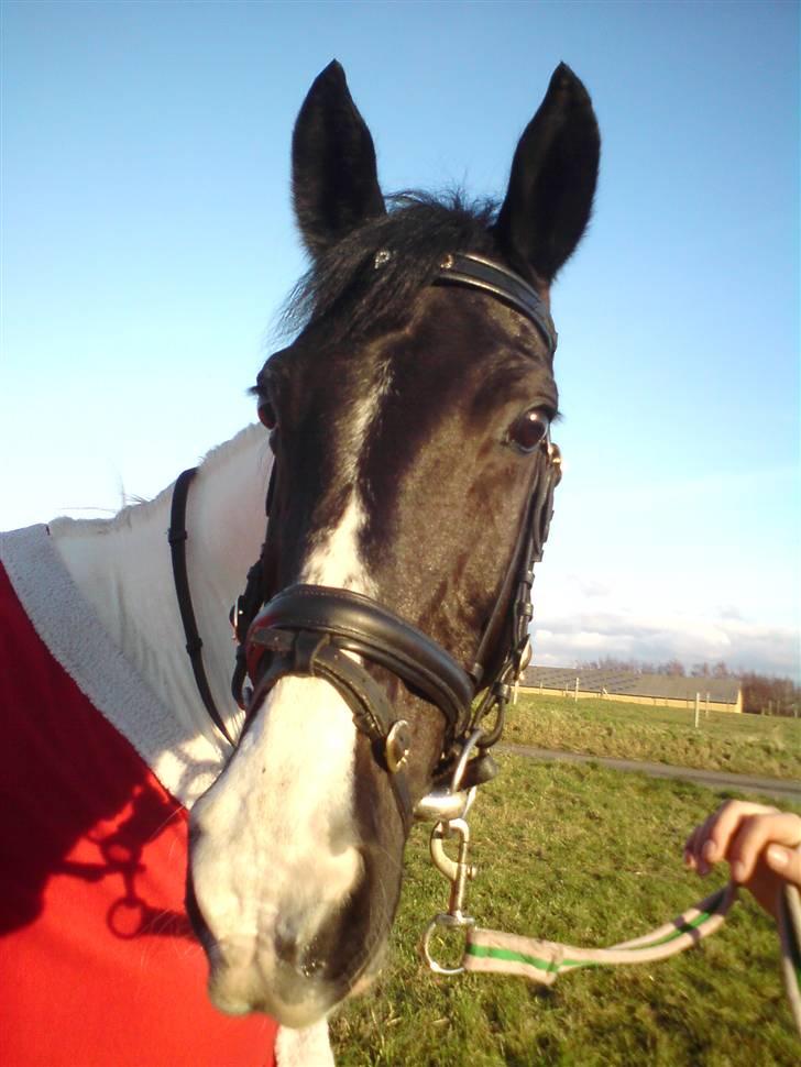 Pinto Pinto <3 (Aflivet) R.I.P. billede 11