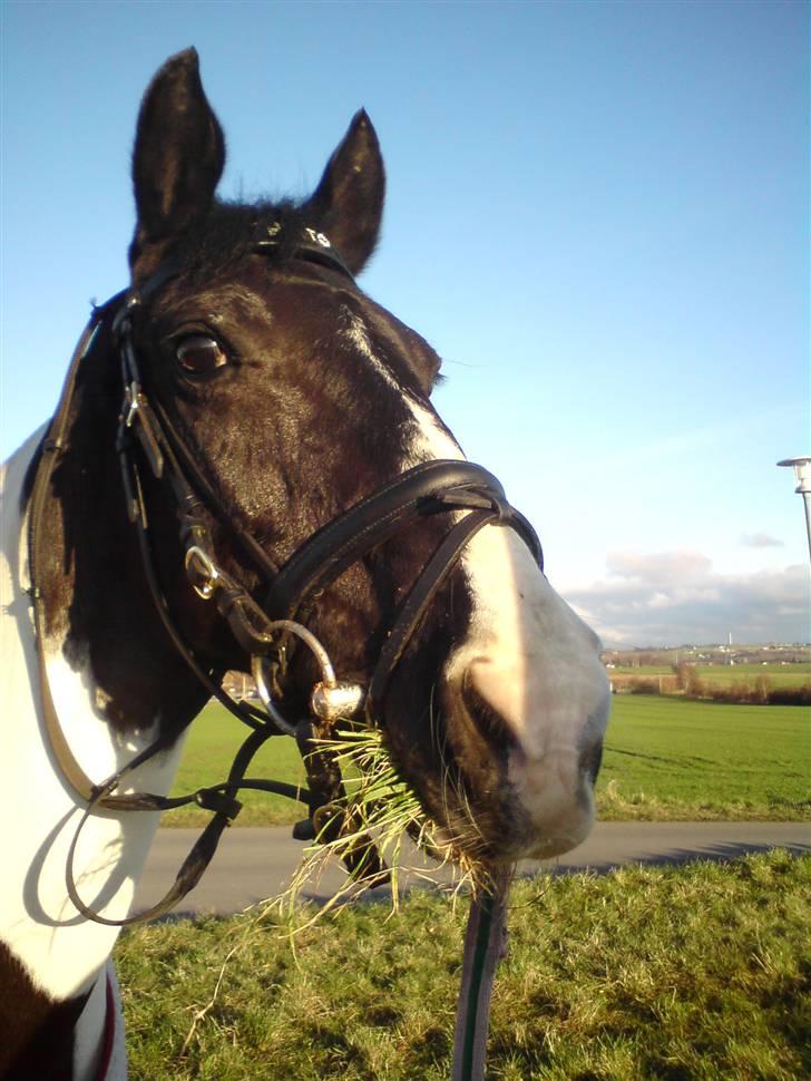 Pinto Pinto <3 (Aflivet) R.I.P. billede 12