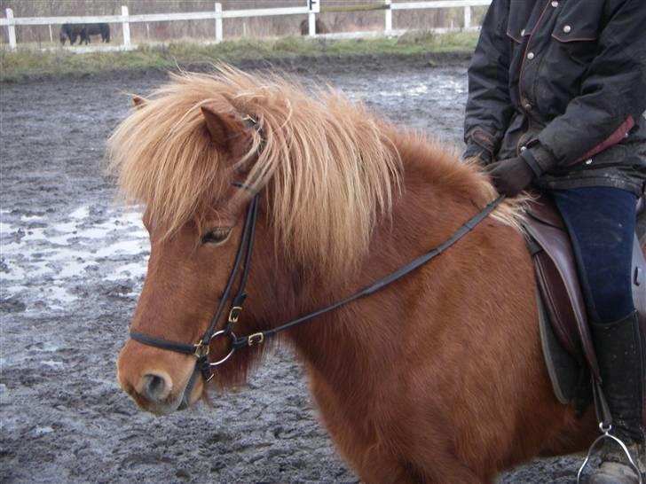 Islænder Ásta 002 fra Frederiksdal - (foto: min mor) billede 5