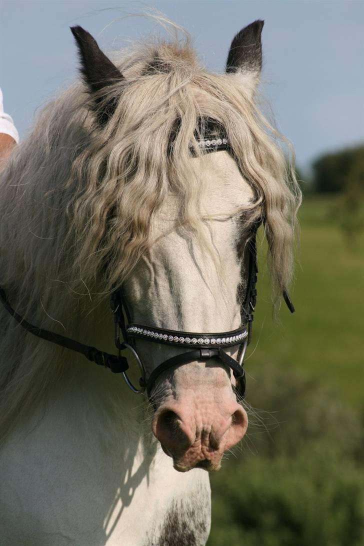 Irish Cob saint Epona of Killarney - karisma billede 6