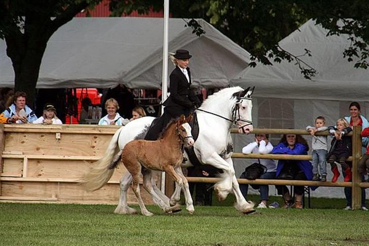Irish Cob saint Epona of Killarney - Epona med sit seneste føl: White Horse Lollipop f. 2008 billede 7