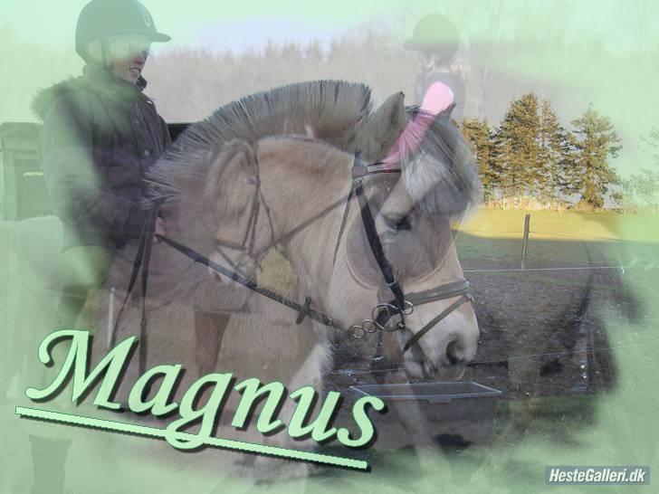 Fjordhest Magnus Ågård - i himlen - Super fedt billede af mig og Magnus <3 (har ikke selv lavet det) billede 20