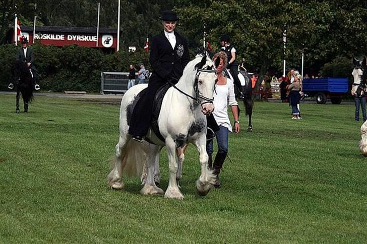 Irish Cob saint Epona of Killarney - Show til st.hestedag 2008 : Lollipop billede 8