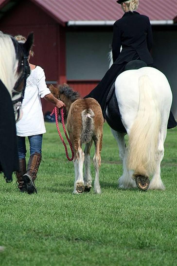 Irish Cob saint Epona of Killarney - opvarmning til st.hestedag 2008 billede 9