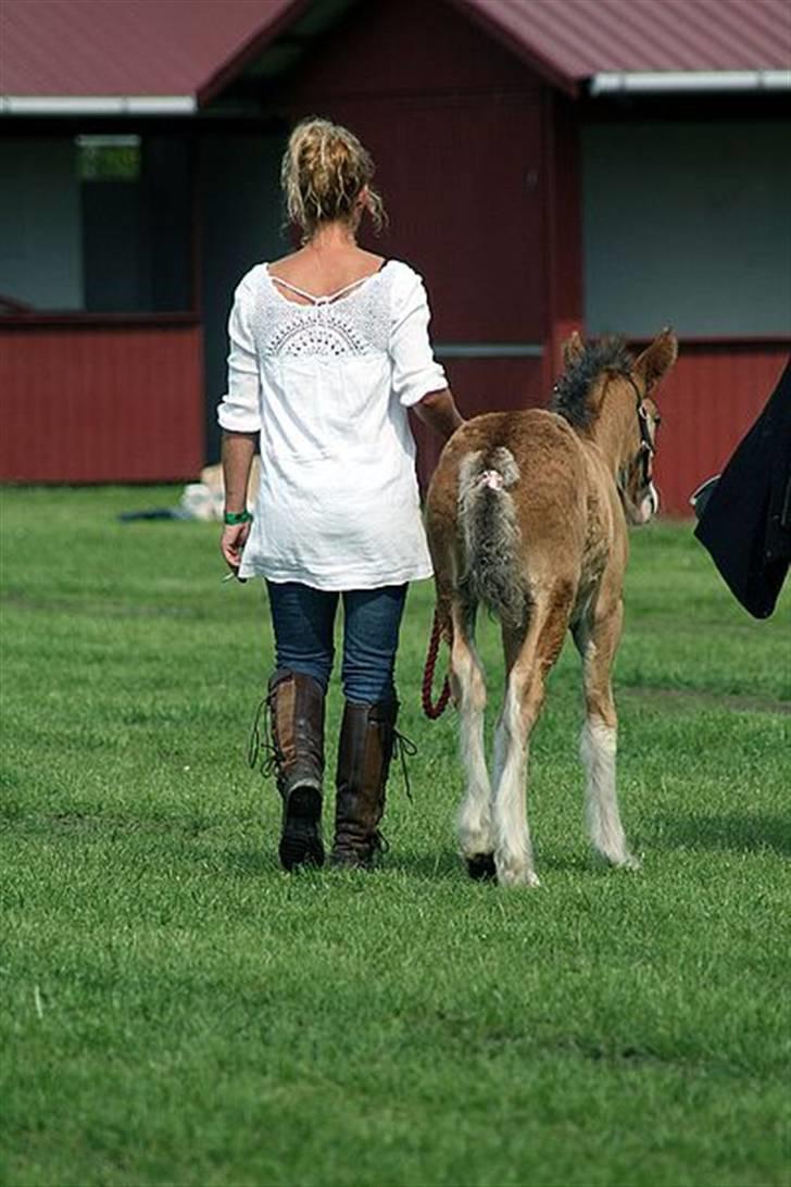 Irish Cob saint Epona of Killarney - White Horse Lpllipop ...efter Saint Epona of Killarney og Billy the kid alias William H. Bonney billede 10