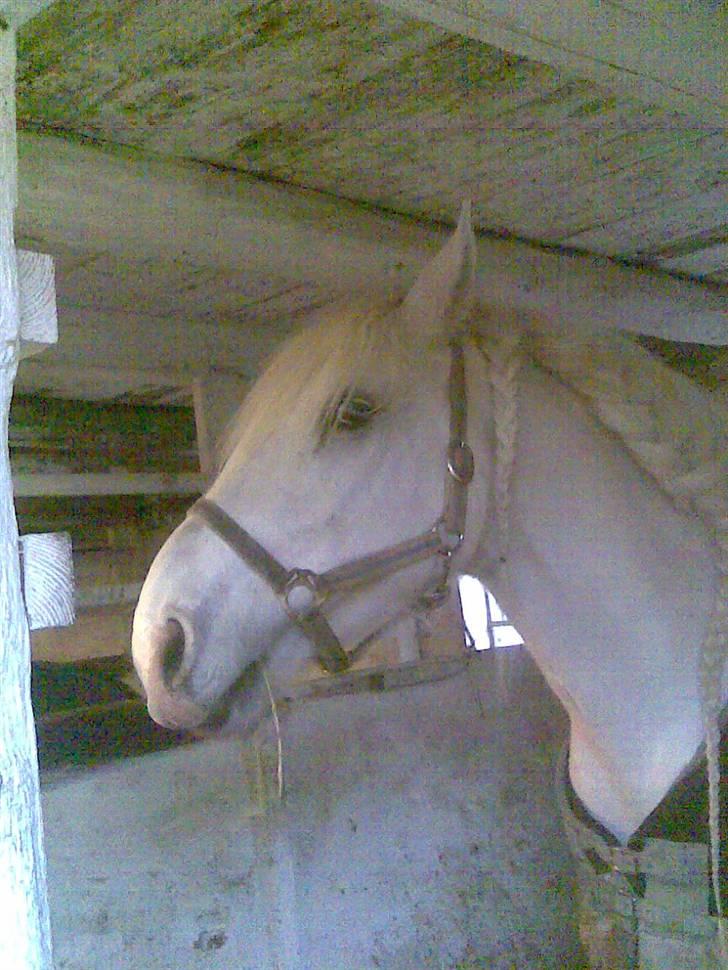 Anden særlig race fantasie - jubii der kom søde nicoline billede 14