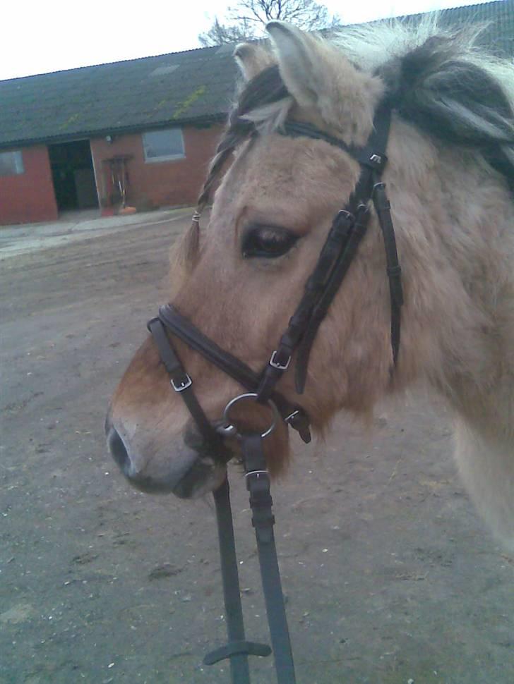 Anden særlig race felix - hallo billede 11