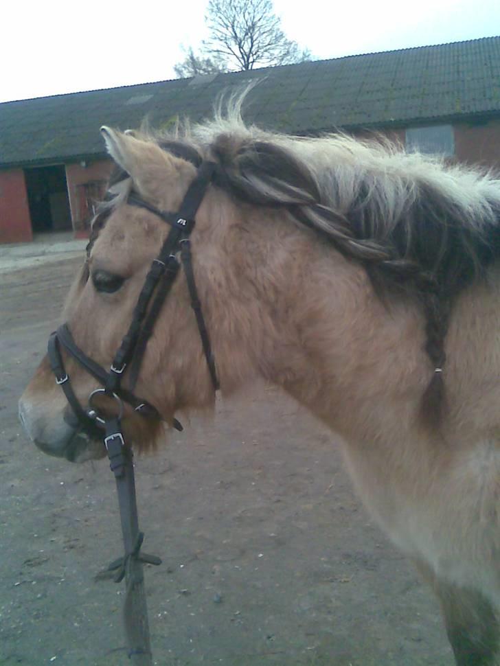 Anden særlig race felix - haha billede 12