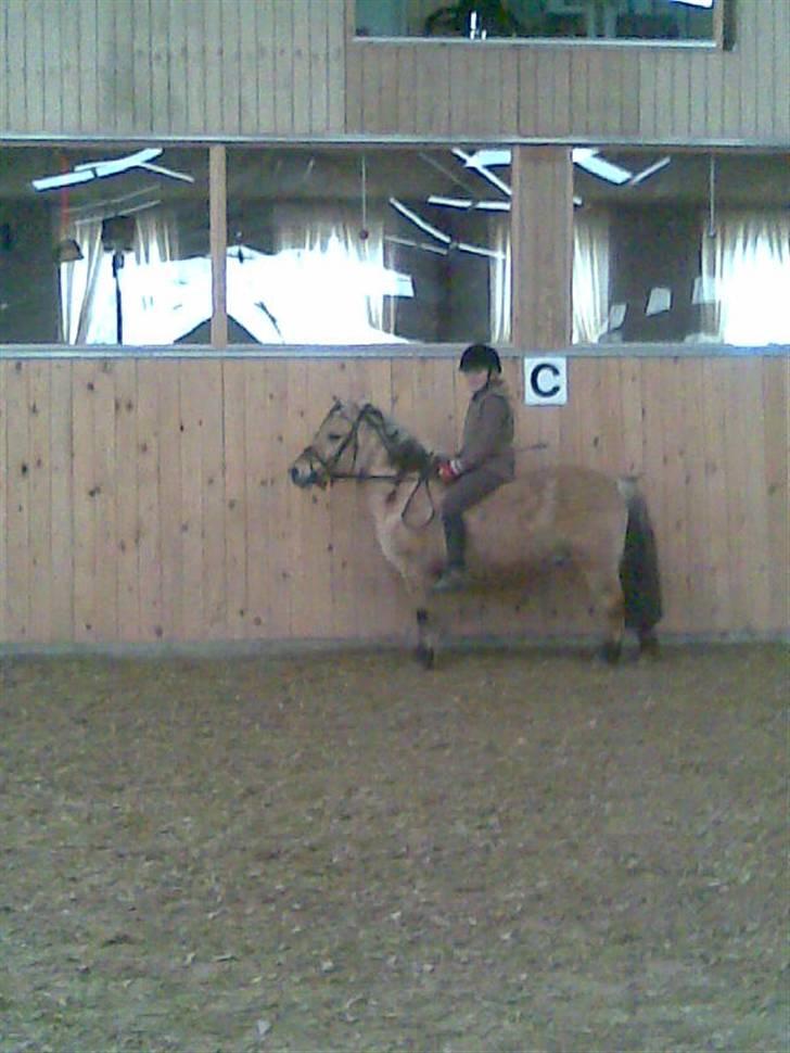 Anden særlig race felix - første gang jeg rider bassen efter hans skade billede 13