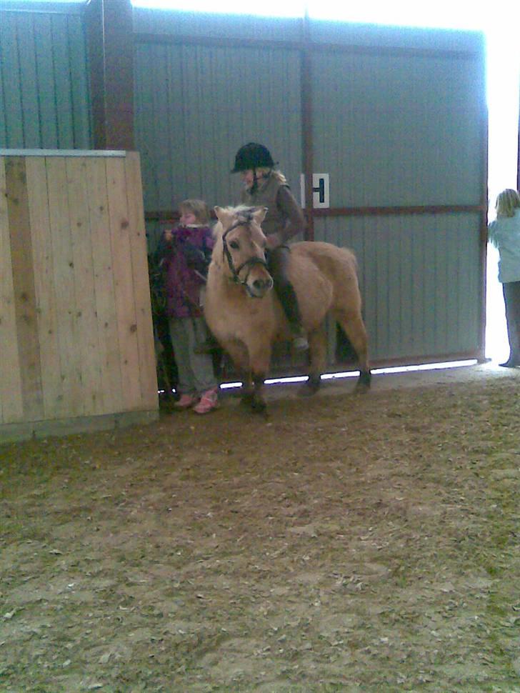 Anden særlig race felix - efter en bukke tur så må man have noget ved sin side en pisk virker på ham billede 16