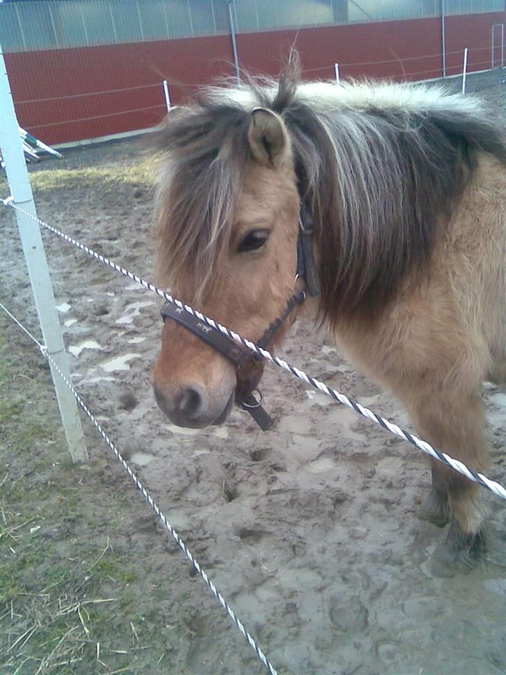 Anden særlig race felix - ad noget mudder billede 17