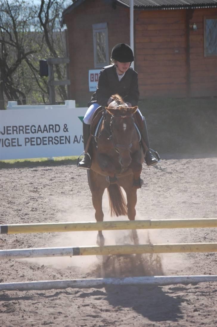 Hollandsk Sportspony Iwan *SOLGT* - Iwan, til første stævne i nibe :D billede 7