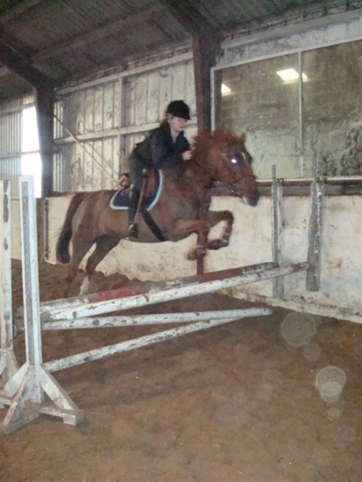 Hollandsk Sportspony Iwan *SOLGT* - igen over okser første gang han springer med rytter xD billede 10