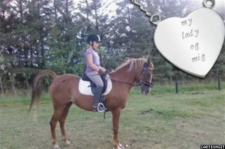 Hollandsk Sportspony My lady  billede 1