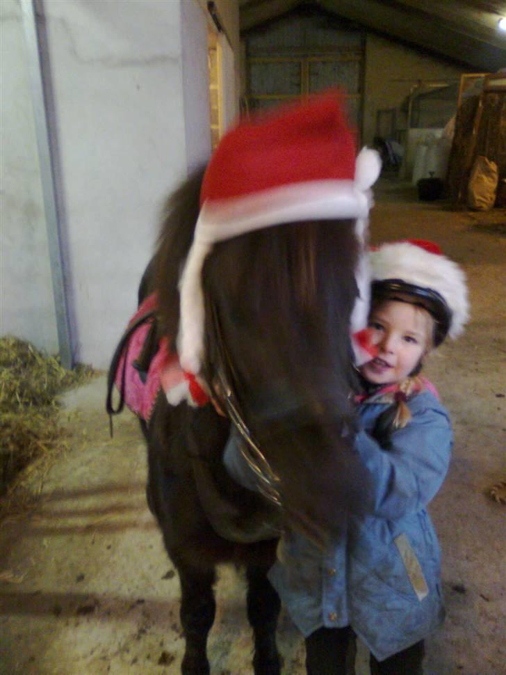 Anden særlig race solgt  molly billede 9