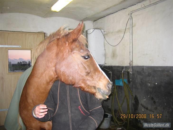 Hollandsk Sportspony My lady  billede 3