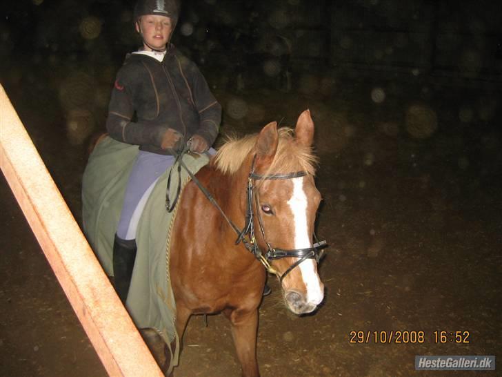 Hollandsk Sportspony My lady  billede 4