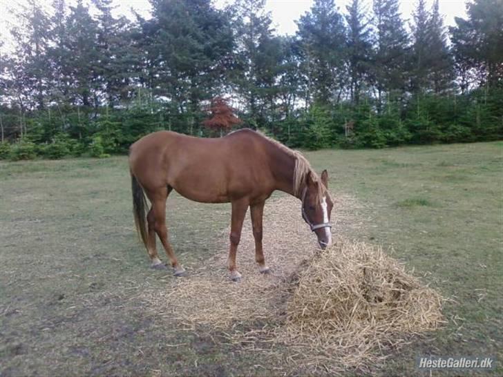 Hollandsk Sportspony My lady  billede 5