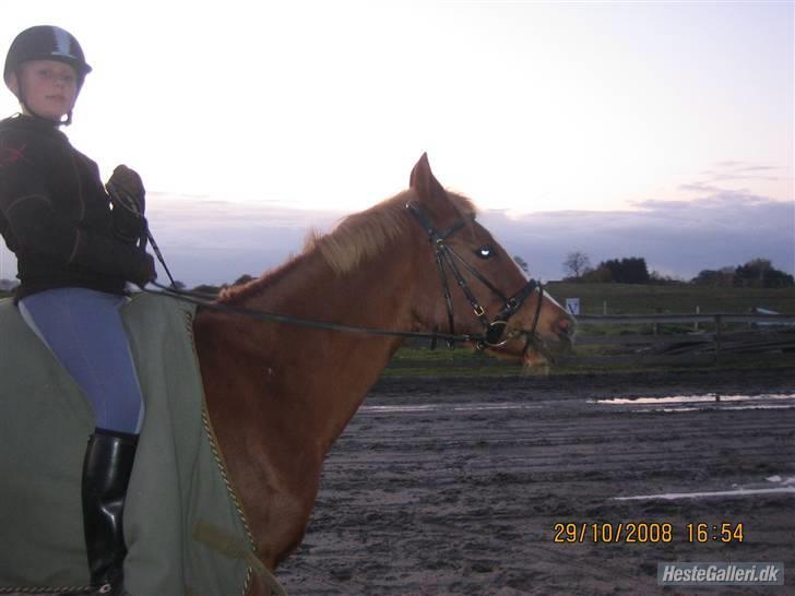 Hollandsk Sportspony My lady  billede 6