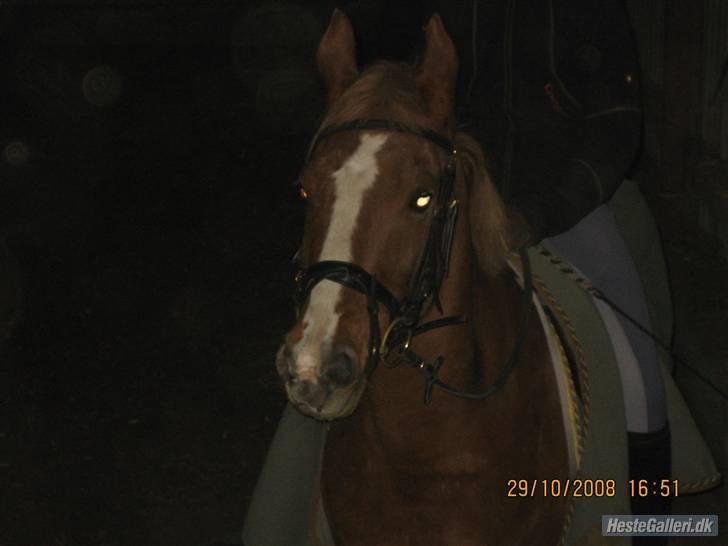 Hollandsk Sportspony My lady  billede 7