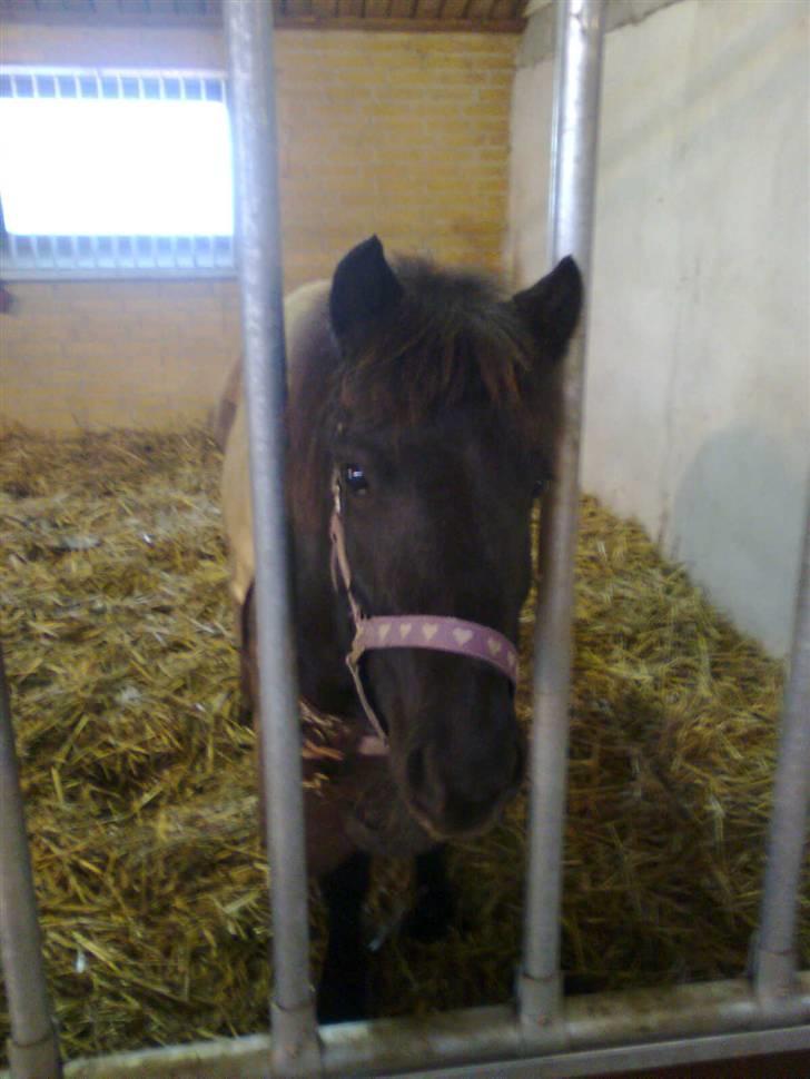 Anden særlig race solgt  molly billede 10