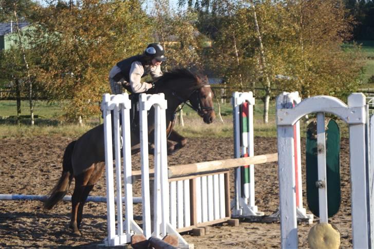 Welsh Pony af Cob-type (sec C) Jackson |SOLGT:'(| - Du er en sand stjerne (: billede 12