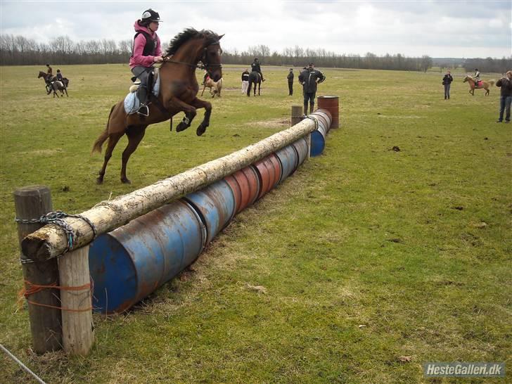 Welsh Pony af Cob-type (sec C) Jackson |SOLGT:'(| - fordi at du VIL over & hader at tage bomme(: -men fuck jeg red dårligt -.-´ billede 13