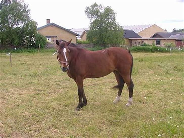 Anden særlig race Pipi *Død* - På marken =) billede 2