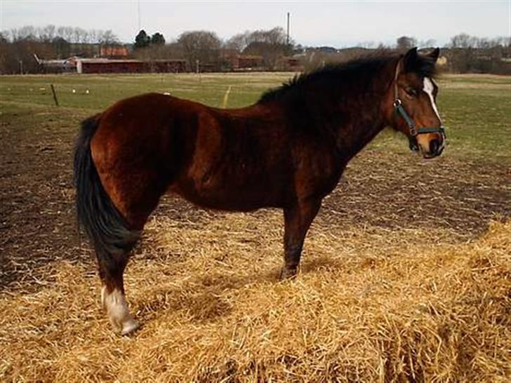 Anden særlig race Pipi *Død* - Det eneste sted hun ikke lige blev jaget væk af de andre =)  billede 5