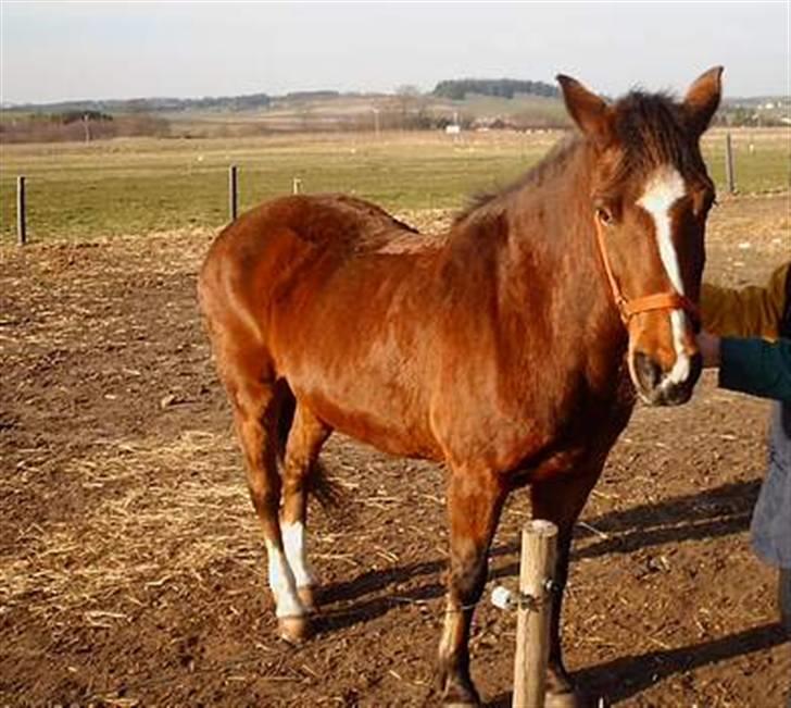 Anden særlig race Pipi *Død* - Første gang min mor rigtig har rørt ved hende =) Hun er bange for storedyr =) billede 7