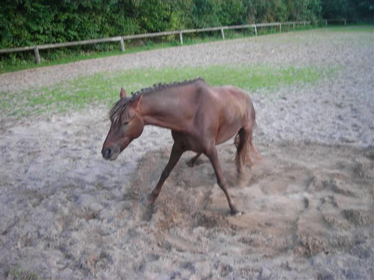 Welsh Pony af Cob-type (sec C) Jackson |SOLGT:'(| - (: billede 17