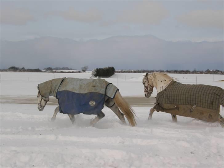 Holstener La-Z - La-Z og Domino leger i sneen (: billede 11