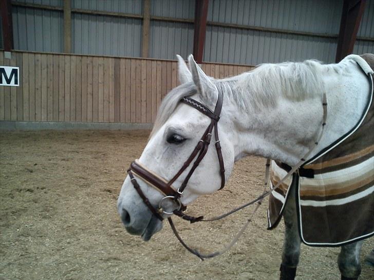 Holstener La-Z - La-Z med vores nye smukke Döbert trense ! billede 12