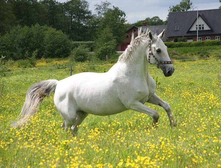 Dansk Varmblod Smilla af Lyngholt - Smilla var et pragteksemplar på en flot og muskuløs hest.  billede 2
