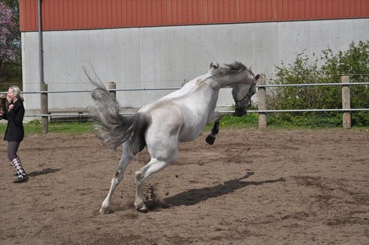 Dansk Varmblod Smilla af Lyngholt - vild hest :-) billede 4