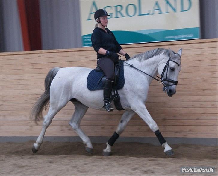 Dansk Varmblod Smilla af Lyngholt - øgning.  billede 5