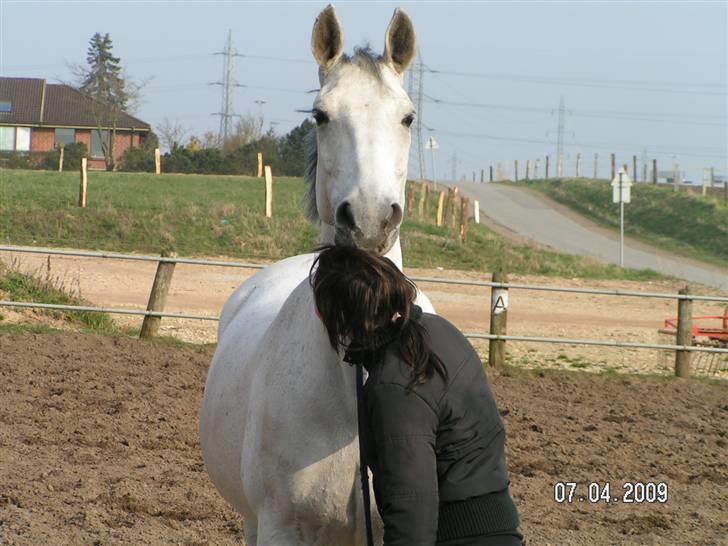 Dansk Varmblod Smilla af Lyngholt - gammelt opstillings billed af tøsen :) billede 6