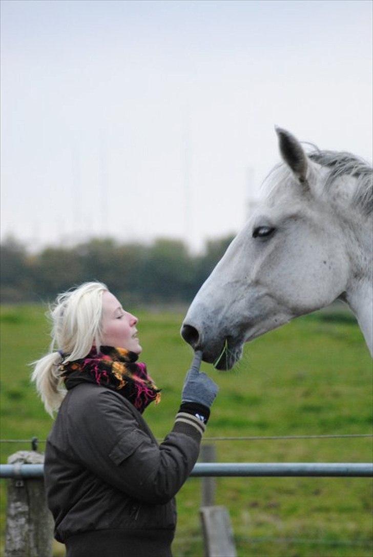 Dansk Varmblod Smilla af Lyngholt - vi havde et bånd ingen kan tage fra mig.  billede 7