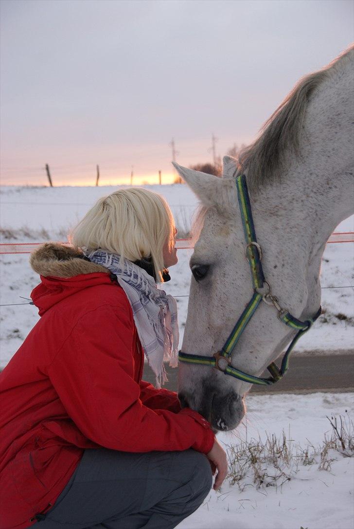 Dansk Varmblod Smilla af Lyngholt - solen vil altid skinne på dig.  billede 8
