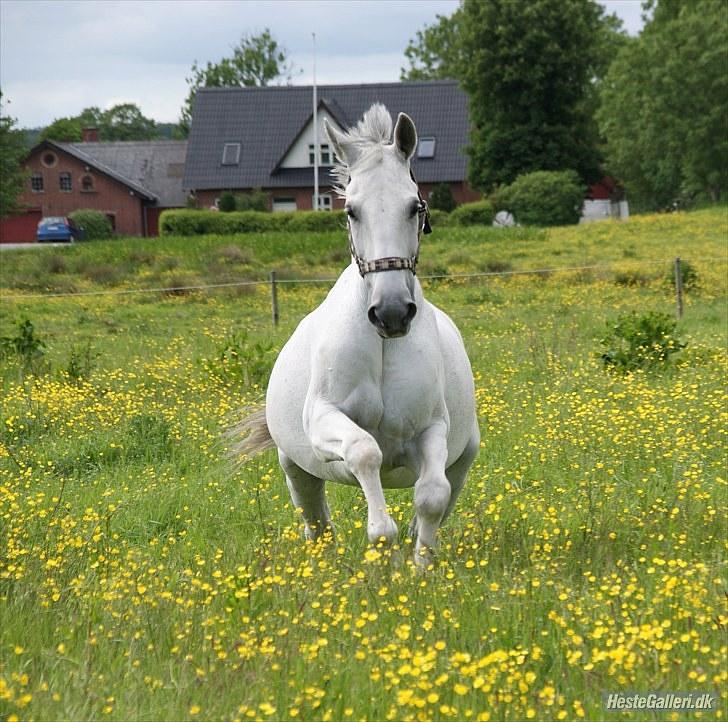 Dansk Varmblod Smilla af Lyngholt billede 10