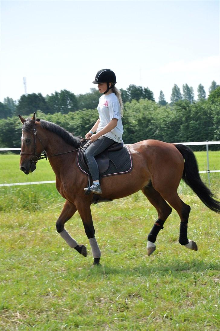 Anden særlig race Mr. Playboy - lidt galop:D billede 13