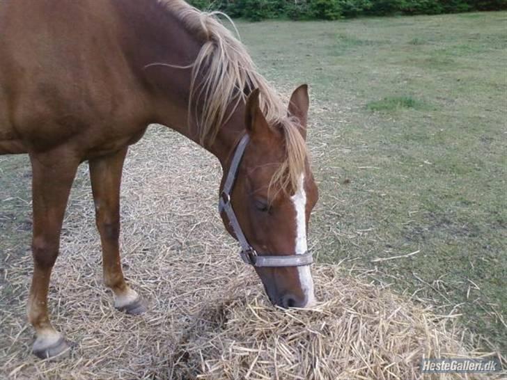 Hollandsk Sportspony My lady  billede 8