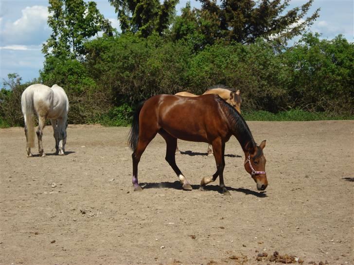 Svensk Varmblod HollyWood Boss billede 7