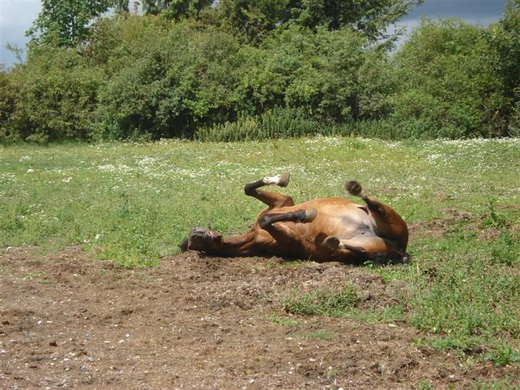 Svensk Varmblod HollyWood Boss billede 8