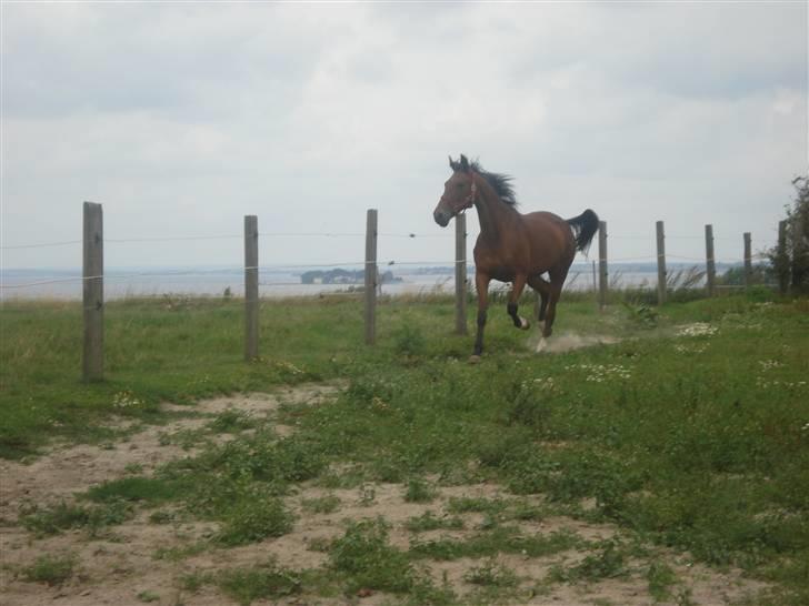 Svensk Varmblod HollyWood Boss billede 9