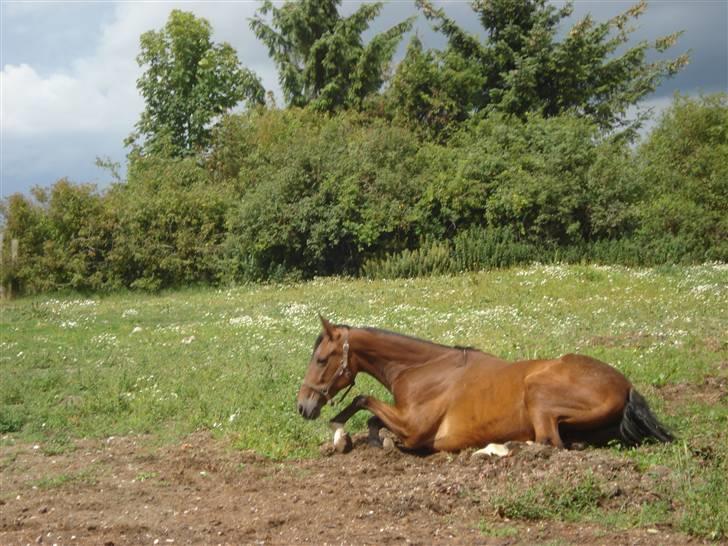 Svensk Varmblod HollyWood Boss billede 10