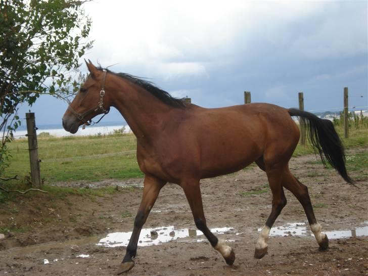 Svensk Varmblod HollyWood Boss billede 11